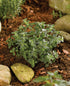 Pachet cu plante aromatice pentru gătit