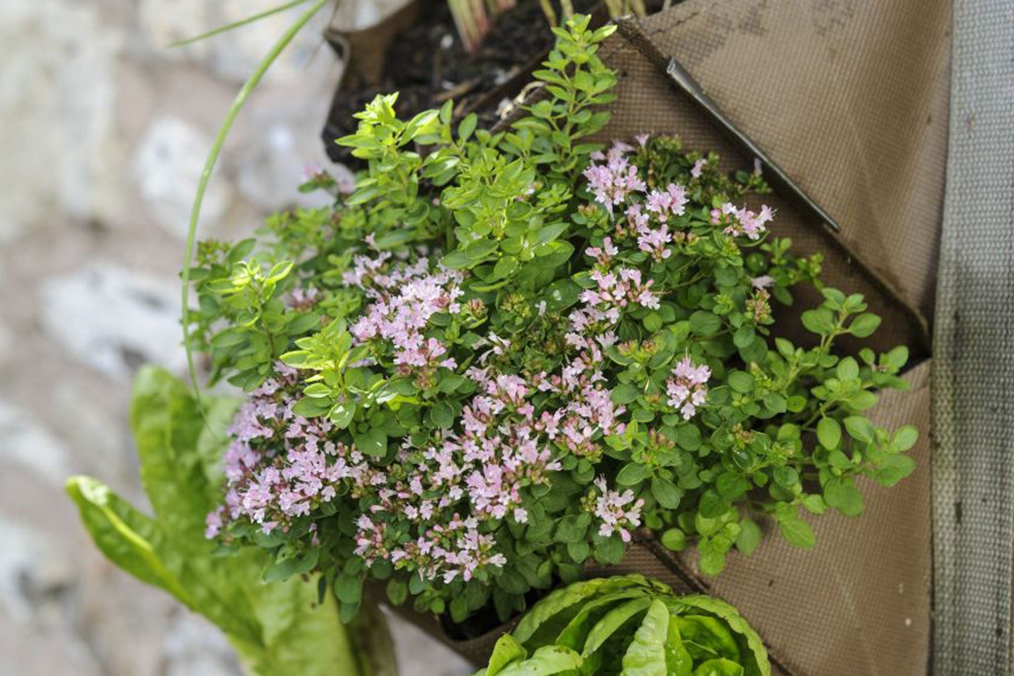 Oregano - Origanum vulgare ‘Compactum Green’