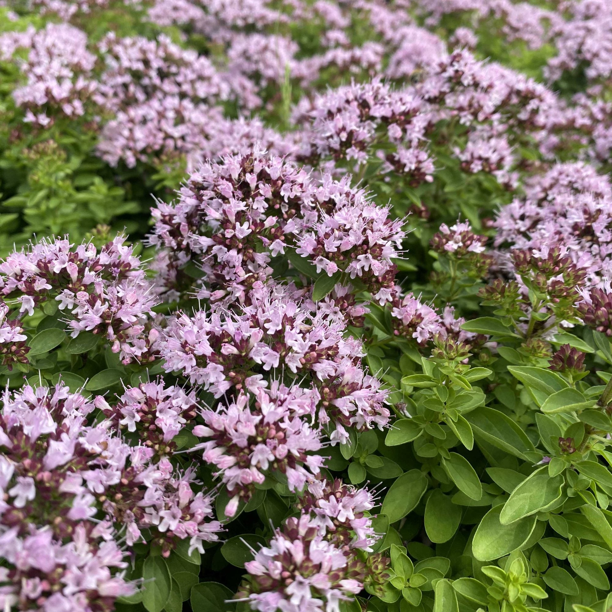Oregano - Origanum vulgare ‘Compactum Green’