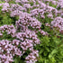 Oregano - Origanum vulgare ‘Compactum Green’