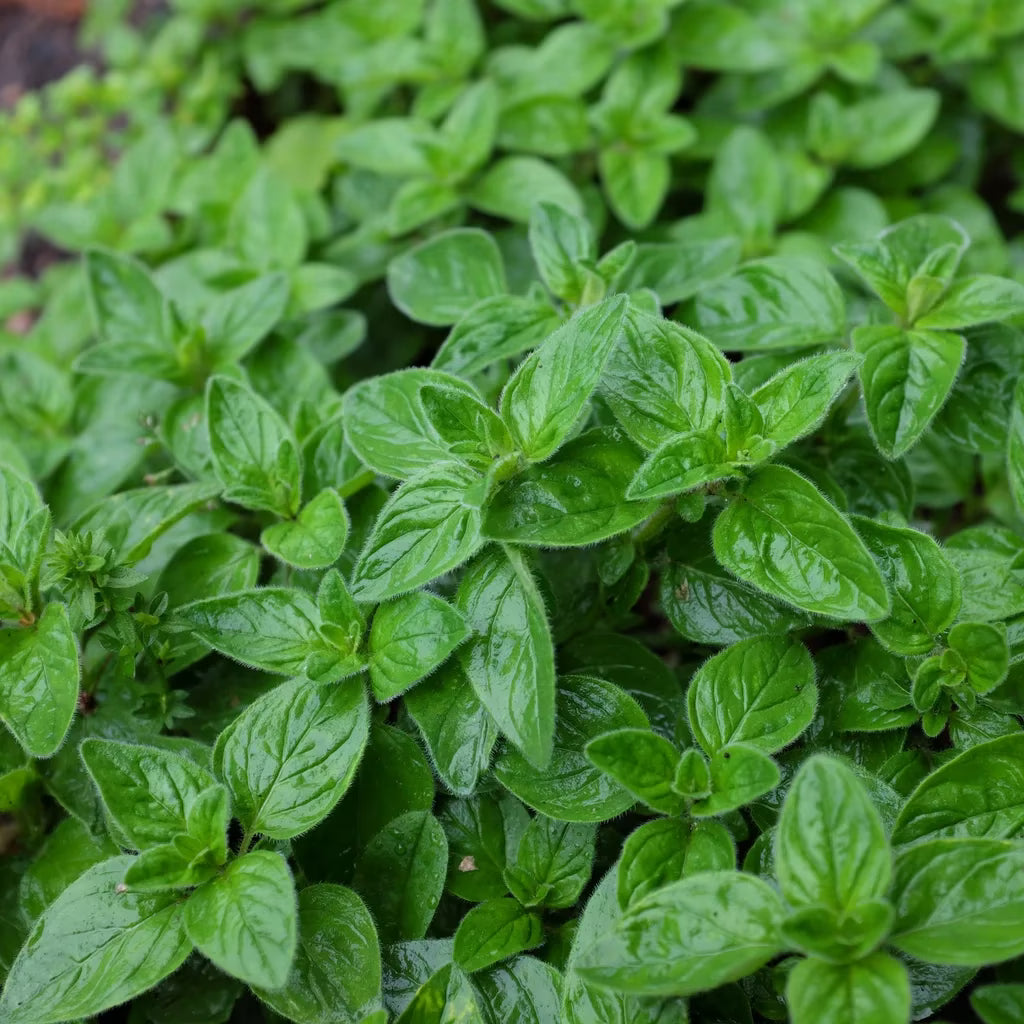 Oregano - Origanum vulgare ‘Compactum Green’