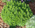 Oregano - Origanum vulgare ‘Compactum Green’