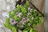 Oregano - Origanum vulgare ‘Compactum Green’