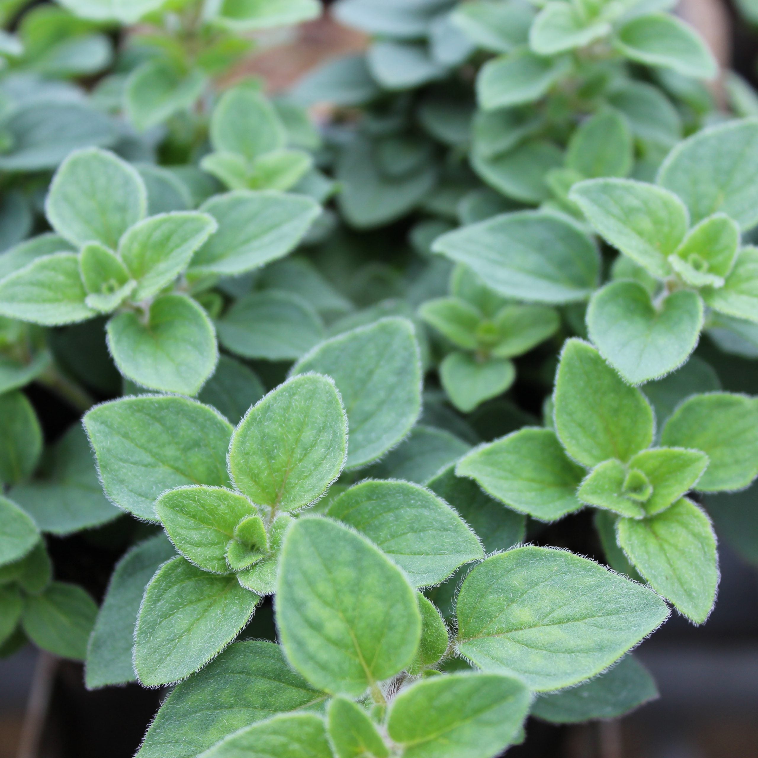 Oregano picant - Origanum vulgare ‘Hot & Spicy’