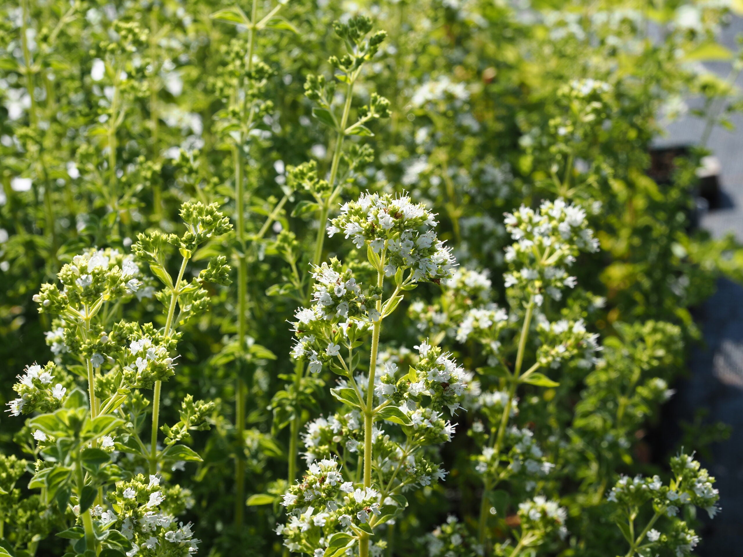 Oregano picant - Origanum vulgare ‘Hot & Spicy’