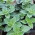 Oregano picant - Origanum vulgare ‘Hot & Spicy’