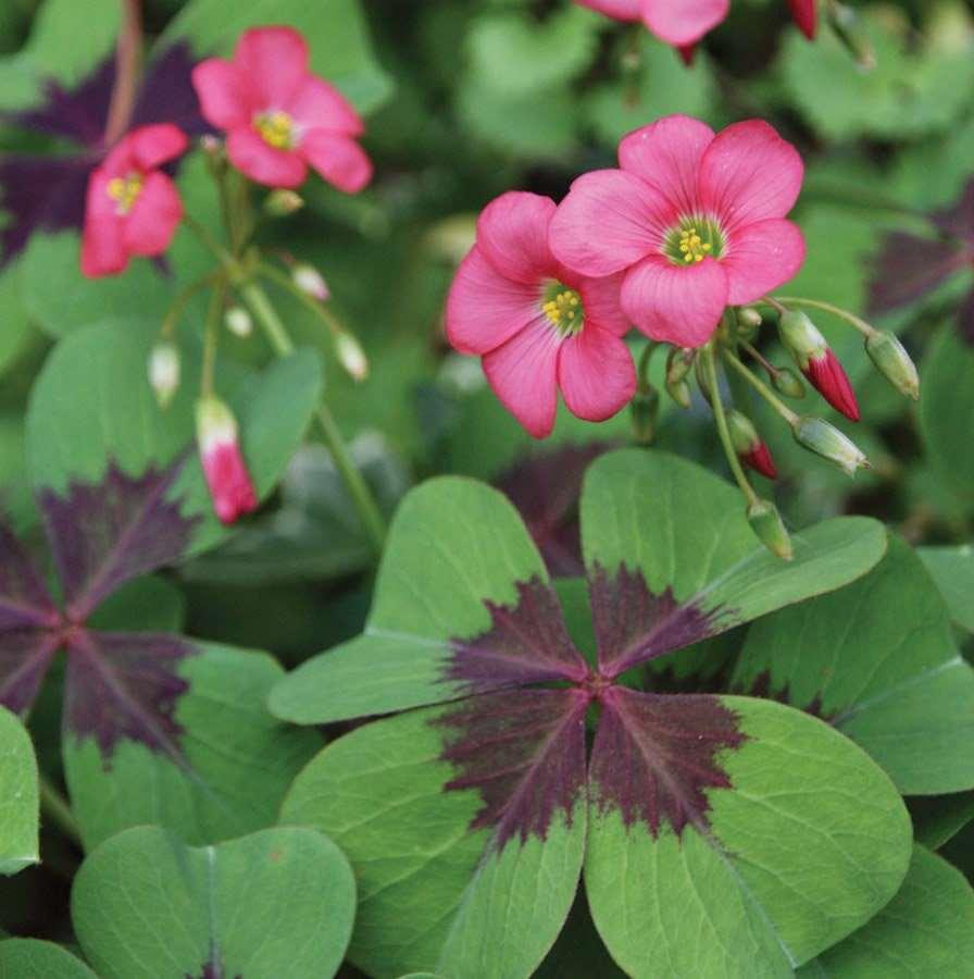 Trifoi norocos - Oxalis ‘Iron Cross’