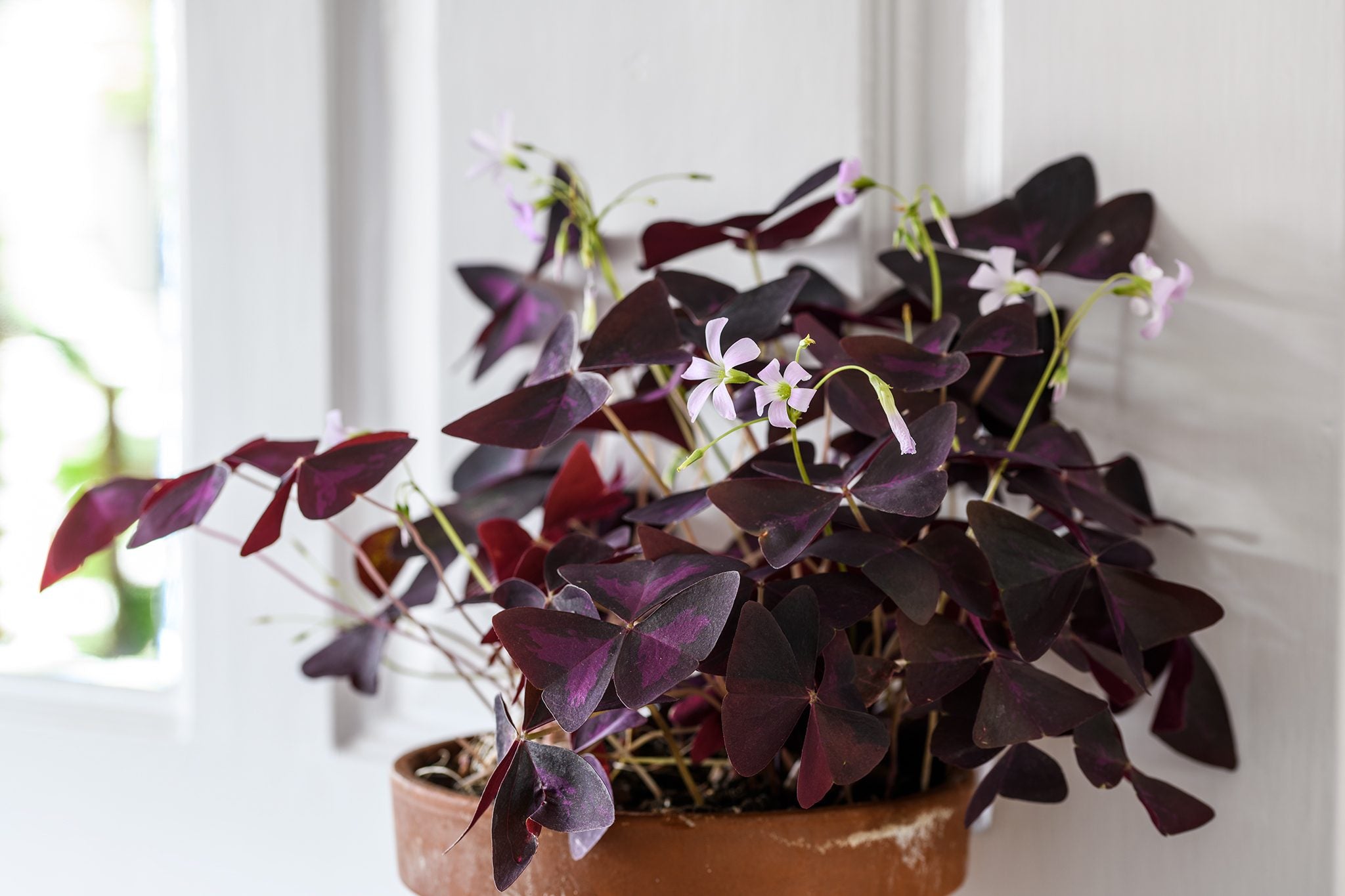 Trifoi purpuriu - Oxalis triangularis