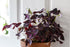 Trifoi purpuriu - Oxalis triangularis