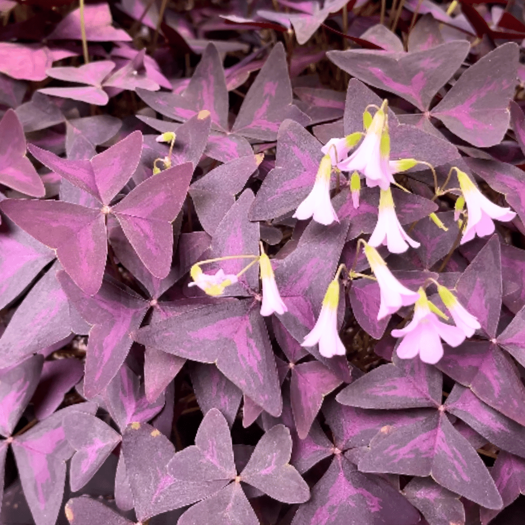 Trifoi purpuriu - Oxalis triangularis