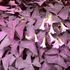 Trifoi purpuriu - Oxalis triangularis