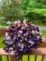 Trifoi purpuriu - Oxalis triangularis