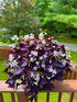 Trifoi purpuriu - Oxalis triangularis