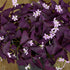 Trifoi purpuriu - Oxalis triangularis