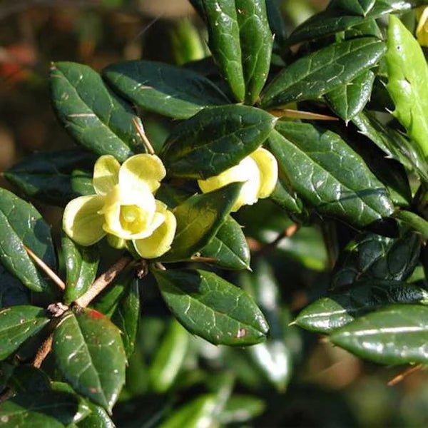 Drăcilă cu frunziș persistent - Berberis thunbergii Park Jewel