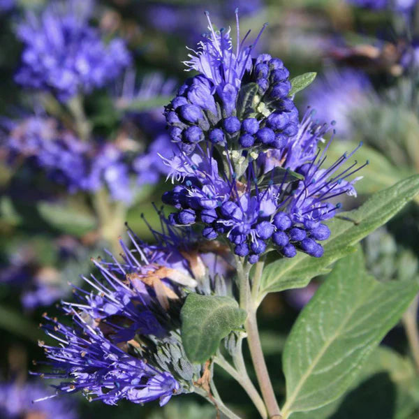 Barba albastră - Caryopteris x clandonensis 'Heavenly Blue'