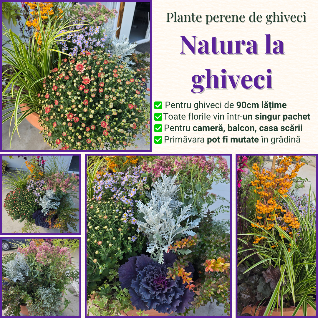 Natura la ghiveci - Pachet de perene pentru ghiveci (apartament, casa scării, balcon)