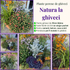 Natura la ghiveci - Pachet de perene pentru ghiveci (apartament, casa scării, balcon)