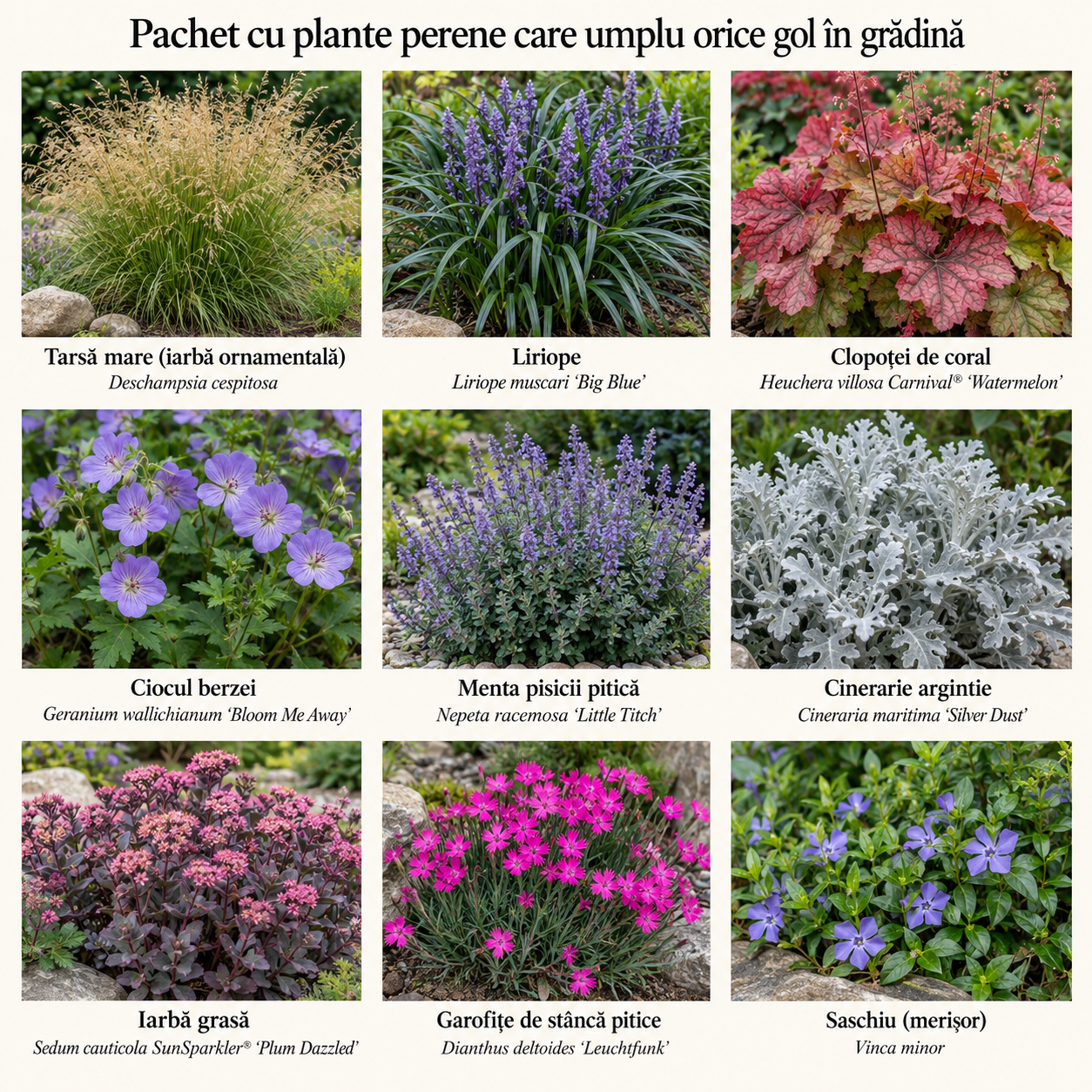 Pachet cu plante perene care umplu orice gol în grădină