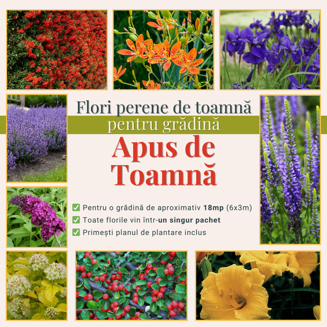 Apus de Toamnă - Pachet cu flori perene de toamnă pentru grădină