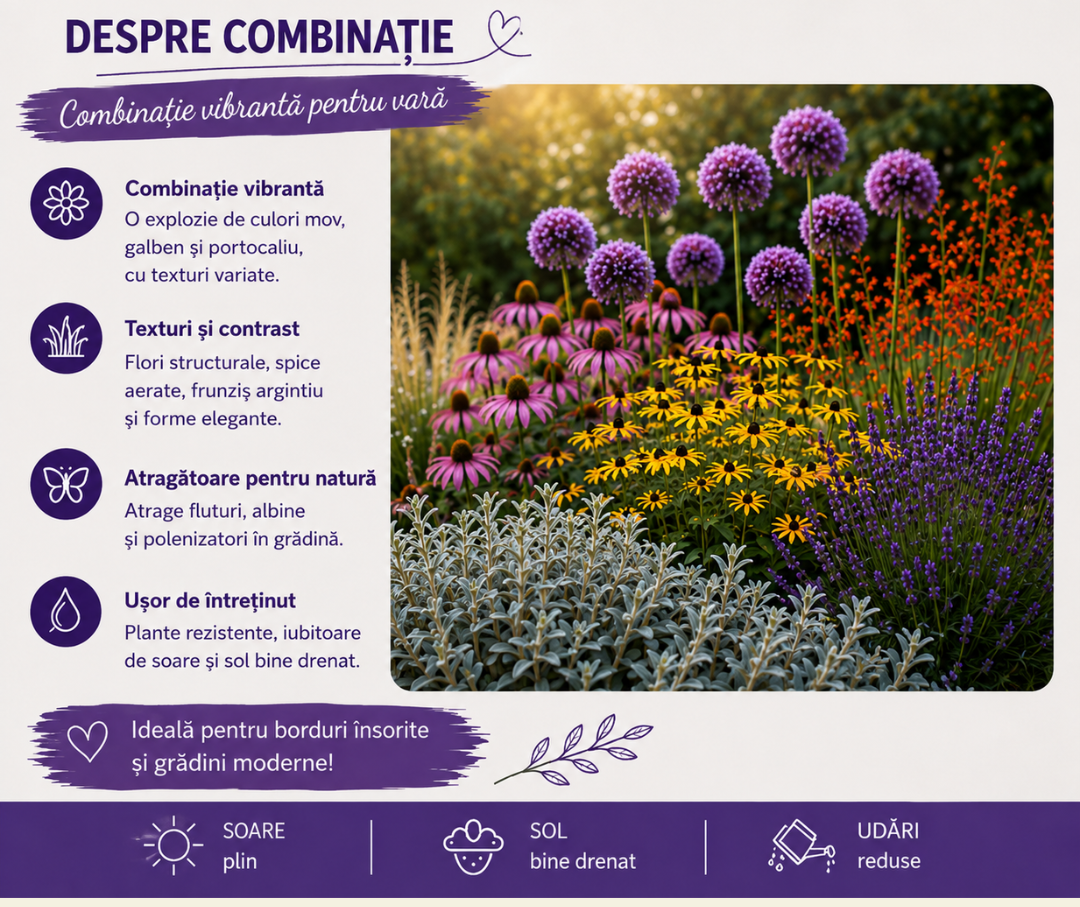 Combinație vibrantă pentru vară, cu Allium, pentru grădini