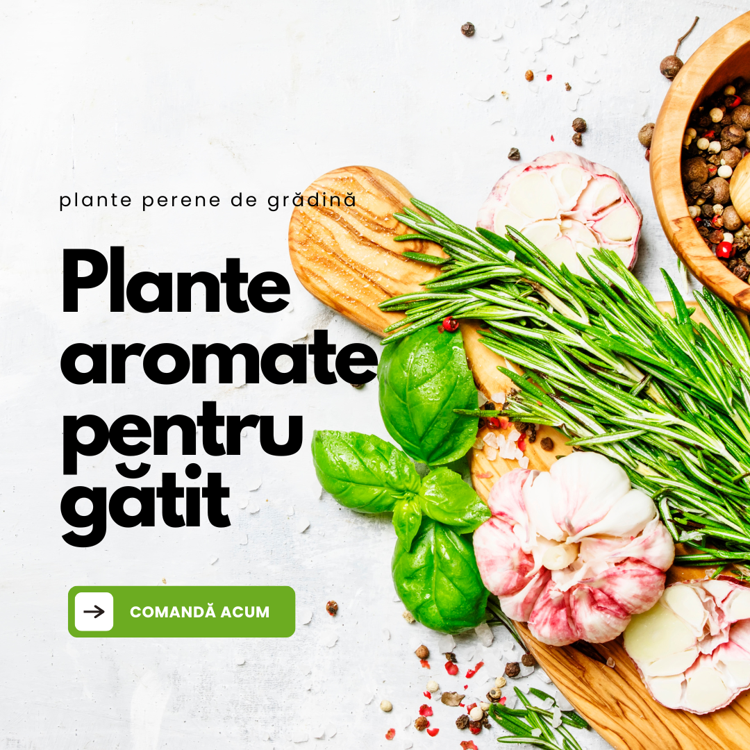 Pachet cu plante aromatice pentru gătit