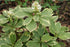 Pachisandra variegat - Pachysandra terminalis 'Variegata'