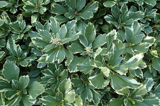 Pachisandra variegat - Pachysandra terminalis 'Variegata'