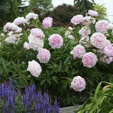Bujor - Paeonia lactiflora ‘Sarah Bernhardt’