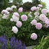 Bujor - Paeonia lactiflora ‘Sarah Bernhardt’
