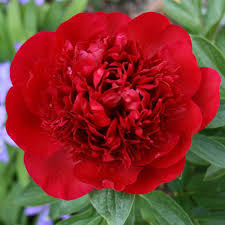 Bujor - Paeonia lactiflora ‘Red’