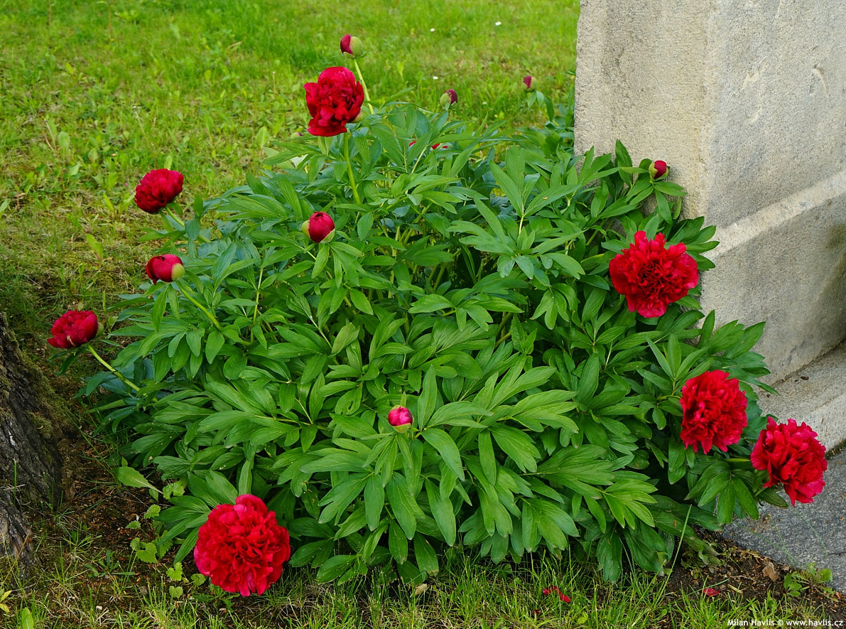 Bujor - Paeonia lactiflora ‘Red’