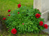 Bujor - Paeonia lactiflora ‘Red’