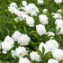 Bujor - Paeonia lactiflora ‘White’
