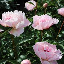 Paeonia lactiflora ‘Alertie’ - Paeonia lactiflora ‘Allertie’
