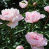 Paeonia lactiflora ‘Alertie’ - Paeonia lactiflora ‘Allertie’