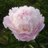 Paeonia lactiflora ‘Alertie’ - Paeonia lactiflora ‘Allertie’