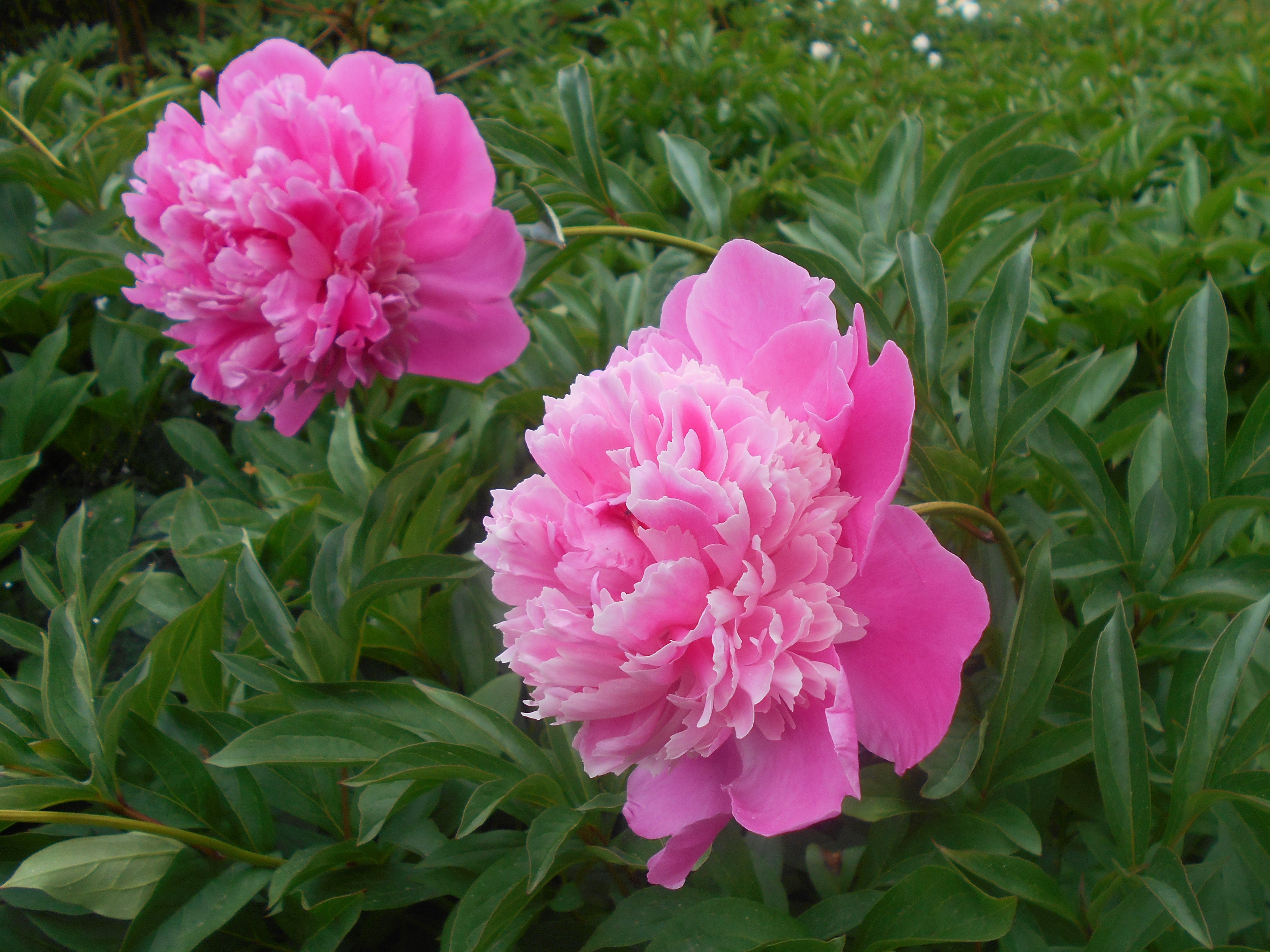 Bujor - Paeonia lactiflora ‘Barbara’