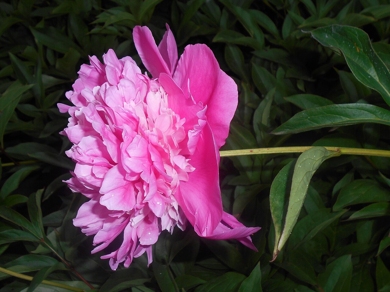 Bujor - Paeonia lactiflora ‘Barbara’