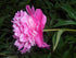 Bujor - Paeonia lactiflora ‘Barbara’