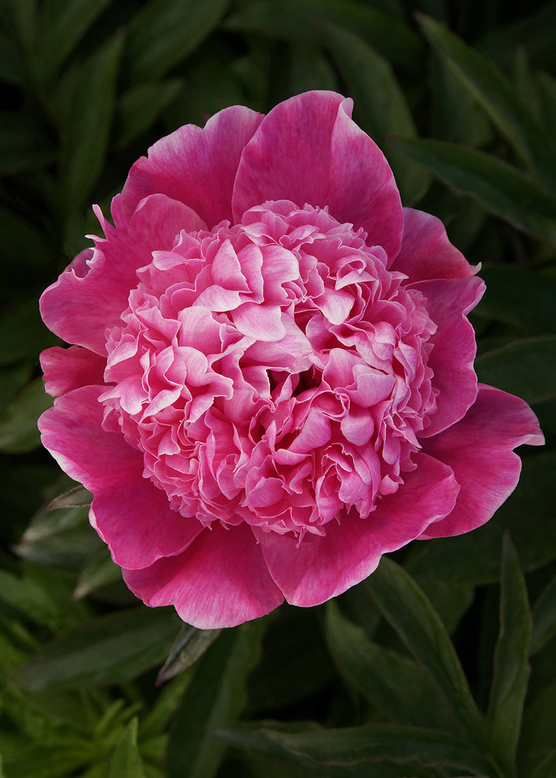 Bujor - Paeonia lactiflora ‘Barbara’