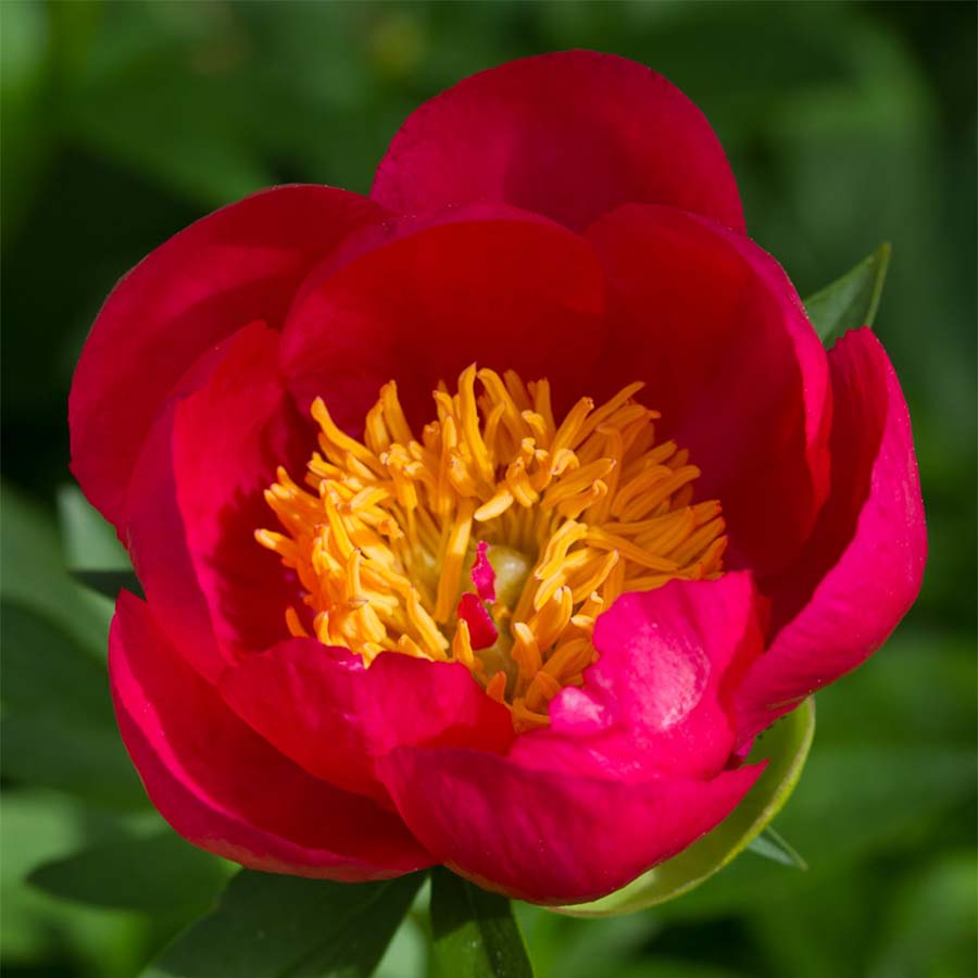 Bujor - Paeonia lactiflora ‘Flame’