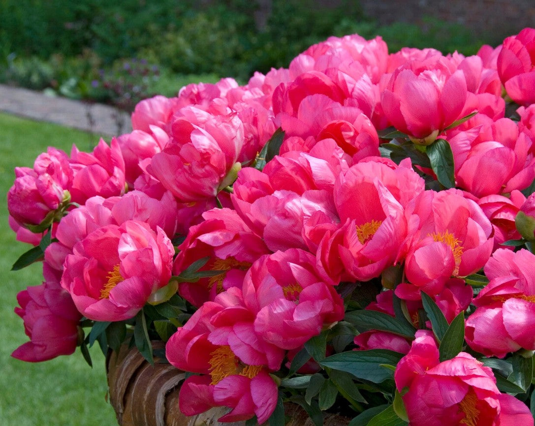 Bujor - Paeonia lactiflora ‘Flame’