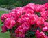 Bujor - Paeonia lactiflora ‘Flame’