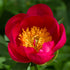Bujor - Paeonia lactiflora ‘Flame’