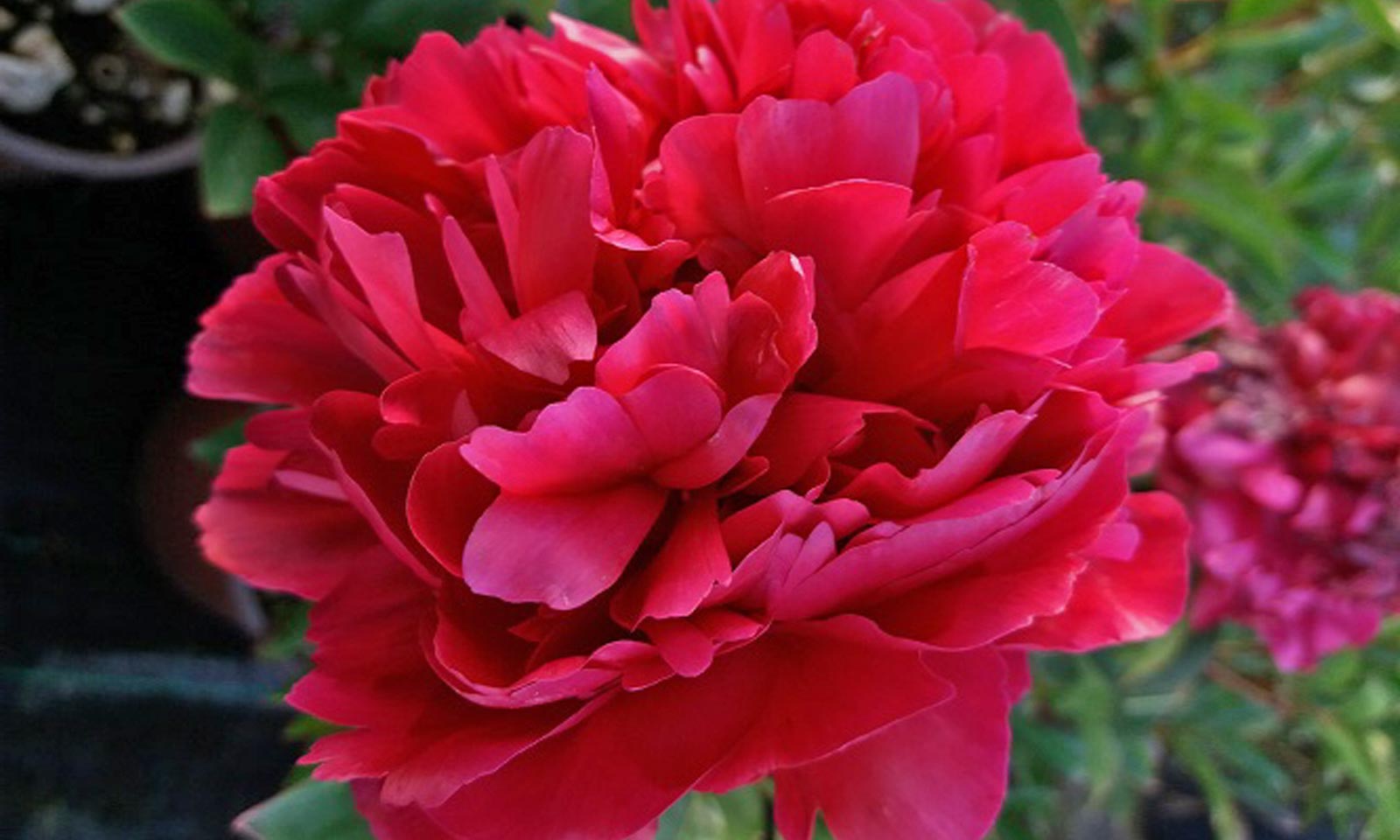 Bujor - Paeonia lactiflora ‘Karl Rosenfield’