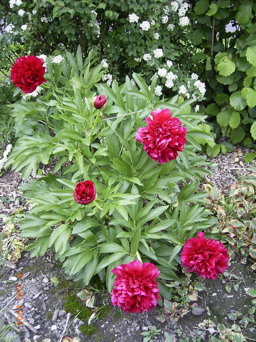 Bujor - Paeonia lactiflora ‘Karl Rosenfield’