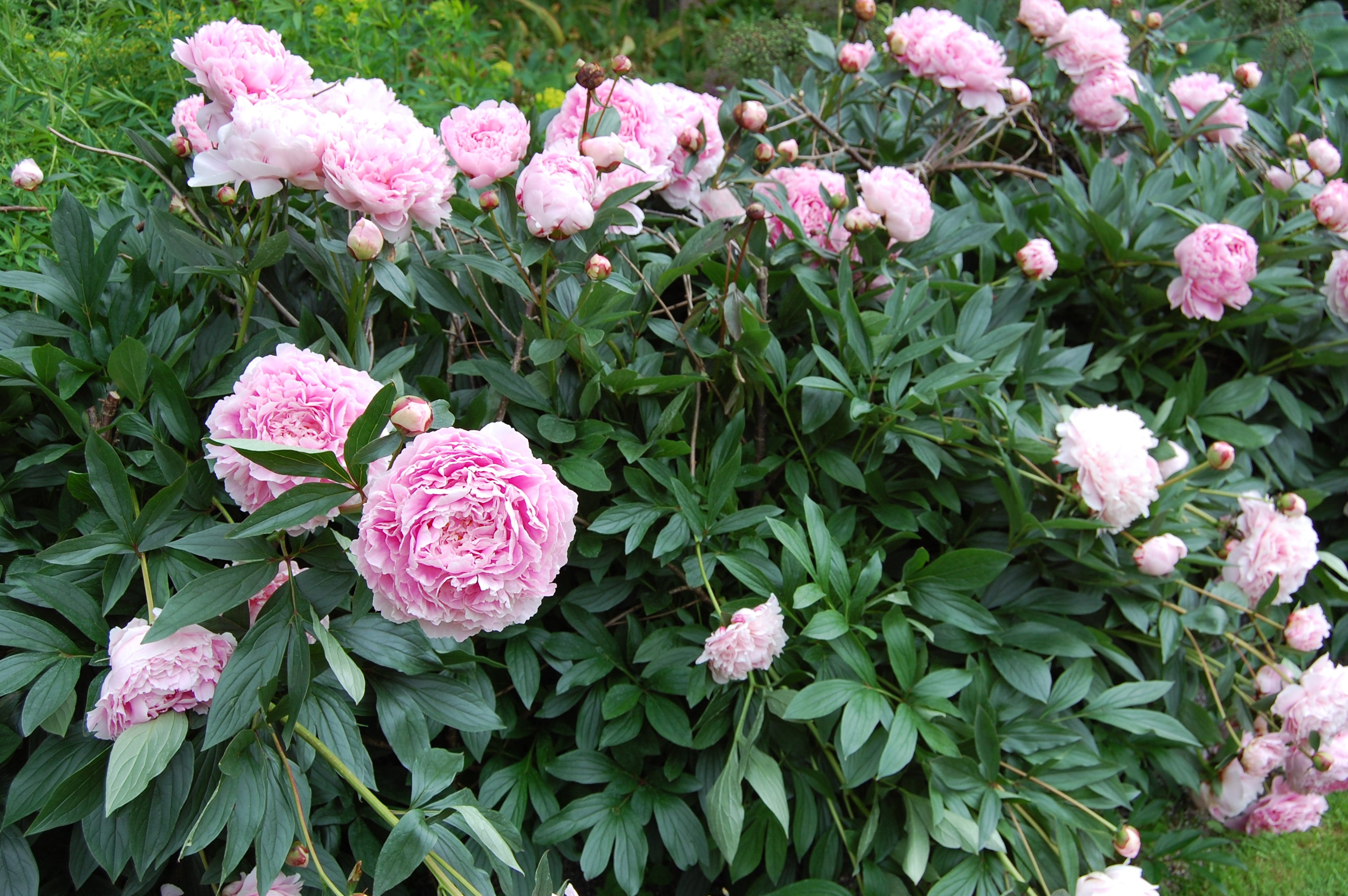 Bujor - Paeonia lactiflora ‘Sarah Bernhardt’