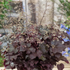 Clopoțel vișiniu – Heuchera americana Palace Purple