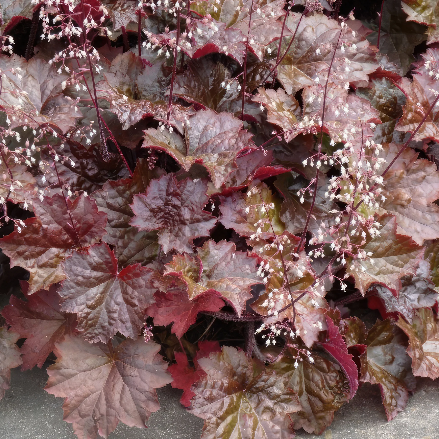 Clopoțel Vișiniu - Heuchera Americana 'Palace Purple'